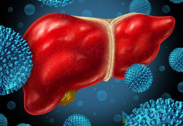 丙肝潜伏期是多久 丙肝潜伏期是多久