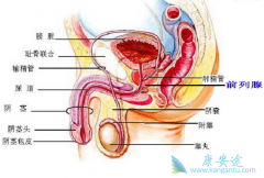 ǰ���ٰ������ʸ߲��ߣ���ͬ����ǰ���ٰ���������ƣ�