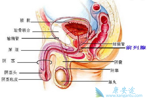 前列腺癌 前列腺癌