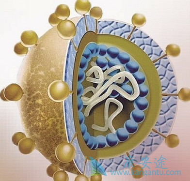 乙肝两对半对照表;乙肝表面抗体呈阳性 乙肝两对半对照表;乙肝表面抗体呈阳性