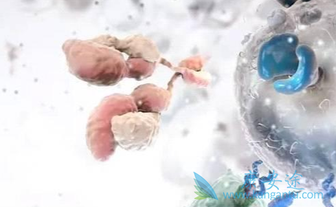 靶向药物;肿瘤药 靶向药物;肿瘤药