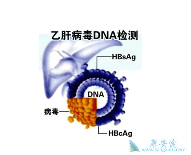 乙肝病毒的侵入 乙肝病毒的侵入