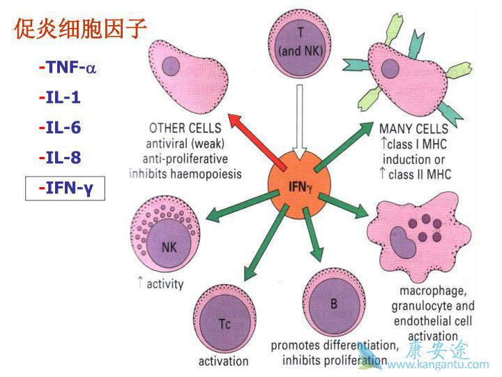 细胞因子风暴 细胞因子风暴
