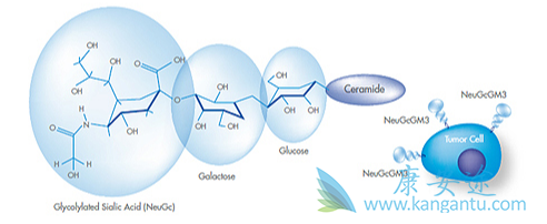 古巴肺癌疫苗;非小细胞肺癌 古巴肺癌疫苗;非小细胞肺癌