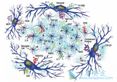 ϸ�����ӻᵼ�³��ּ��Ժ��������ۺ�����ϸ�����ӷ籩��ʲô��