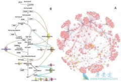 ʲô��ϸ�����ӷ籩��ϸ�����ӻ�����ʲô��