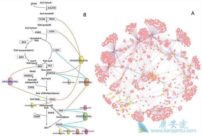 细胞因子风暴 细胞因子风暴