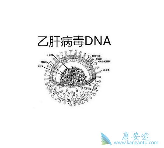 乙肝病毒携带者 乙肝病毒携带者