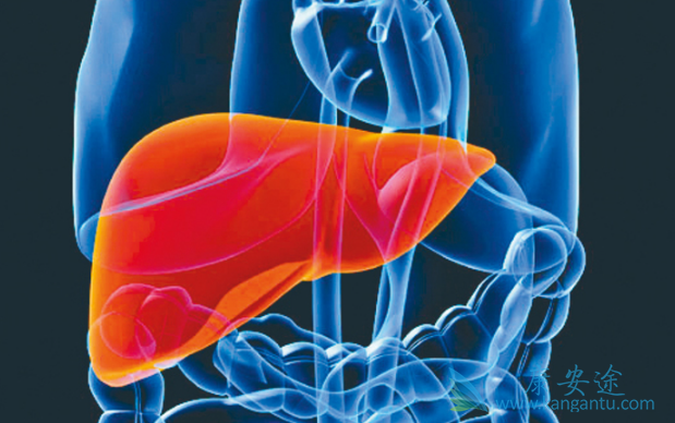 乙肝病毒 乙肝病毒