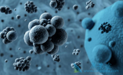 �����Τ���¹ڷ��ײ����Ļ���