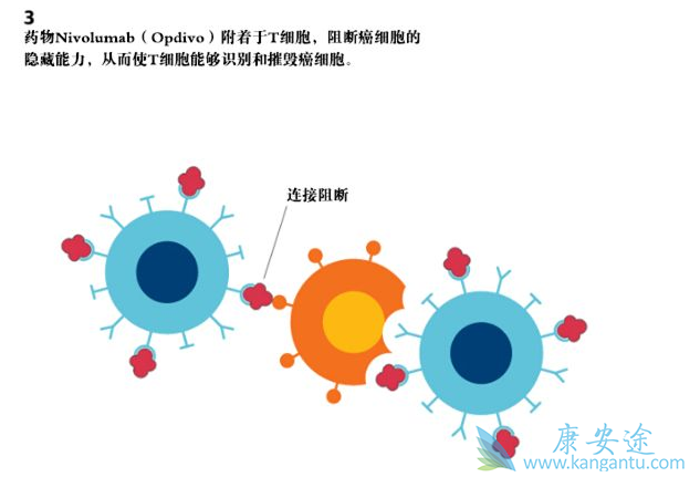 pd1和pdl1的治疗原理