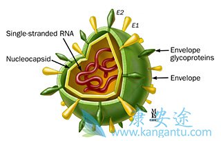 <a href='http://hcv.kangantu.org/' style='color: rgb(0, 176, 240);'></a>